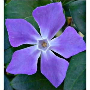 Large Leaf Periwinkle (Vinca) 20+ Plants
